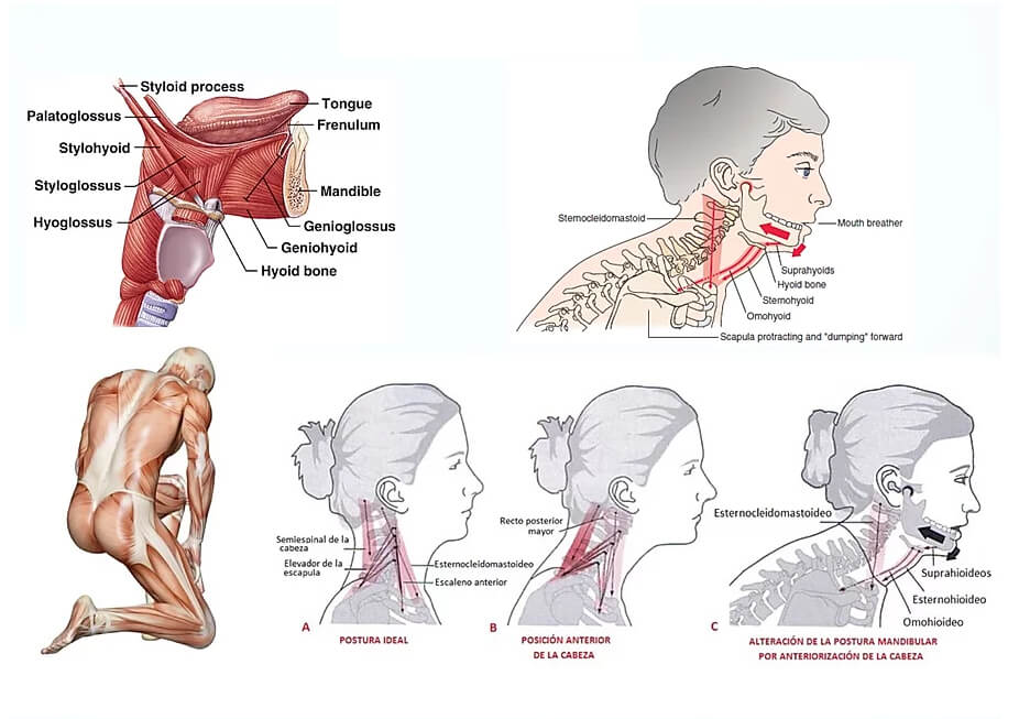 Posture and Fascia System